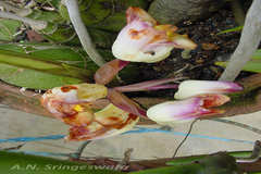 Acanthephippium bicolor
